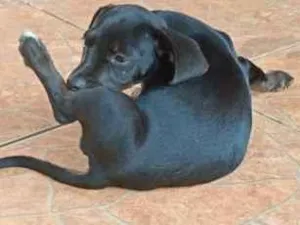 Cachorro raça SRD-ViraLata idade 2 a 6 meses nome Britiney 