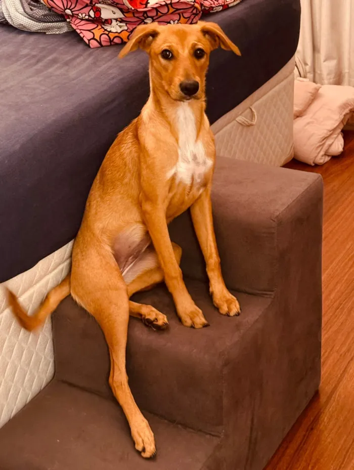 Cachorro raça SRD-ViraLata idade 2 anos nome Mel