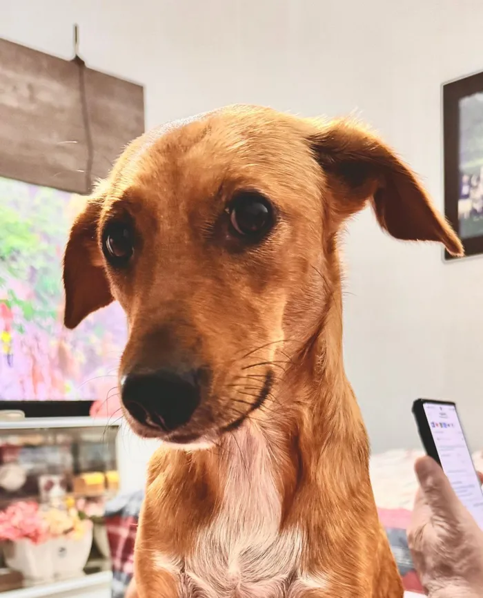 Cachorro raça SRD-ViraLata idade 2 anos nome Mel
