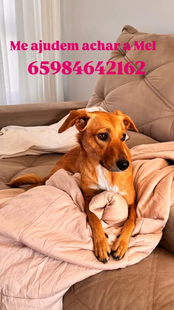 Cachorro raça SRD-ViraLata idade 2 anos nome Mel