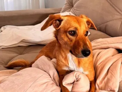Cachorro raça SRD-ViraLata idade 2 anos nome Mel