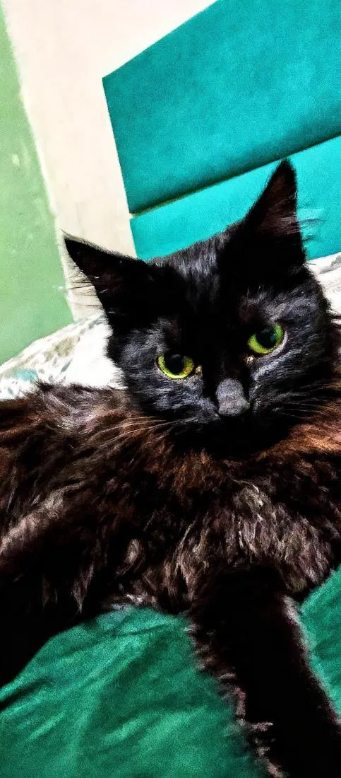 Gato raça SRD-ViraLata idade 2 anos nome Hanna