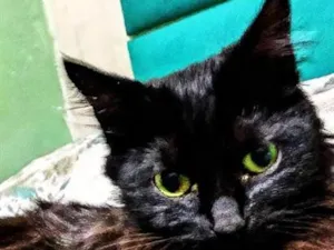 Gato raça SRD-ViraLata idade 2 anos nome Hanna