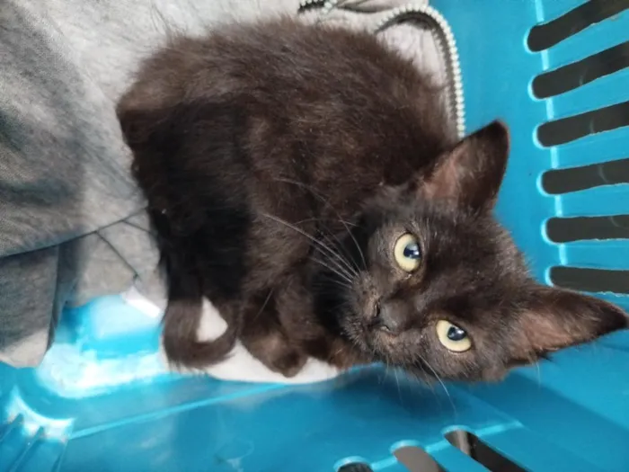 Gato raça SRD-ViraLata idade 2 a 6 meses nome Eclipse