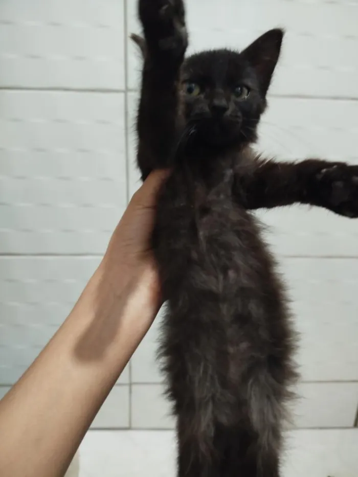 Gato raça SRD-ViraLata idade 2 a 6 meses nome Eclipse