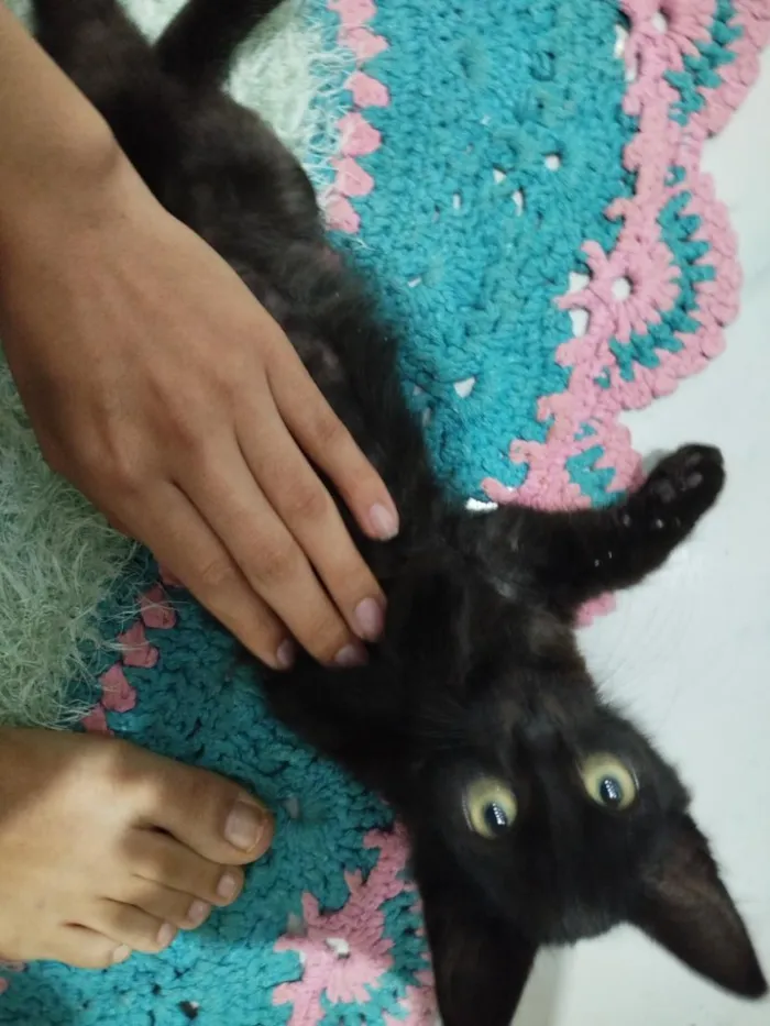 Gato raça SRD-ViraLata idade 2 a 6 meses nome Eclipse