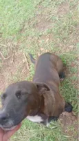 Neguinho 