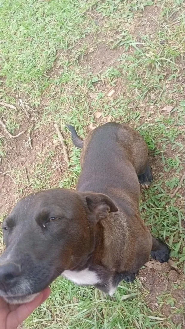 Cachorro raça SRD-ViraLata idade 1 ano nome Neguinho 