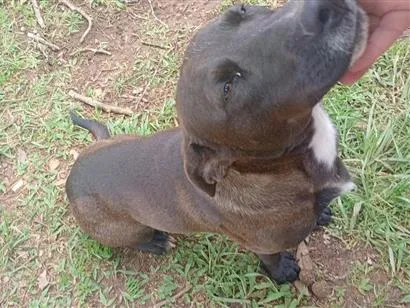 Cachorro raça SRD-ViraLata idade 1 ano nome Neguinho 