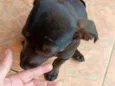 Maica
