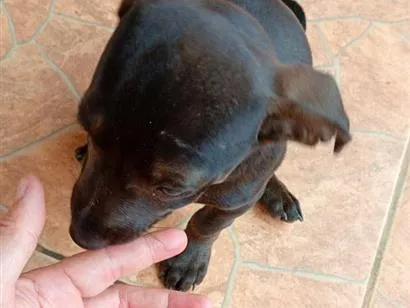 Cachorro raça SRD-ViraLata idade 2 a 6 meses nome Maica