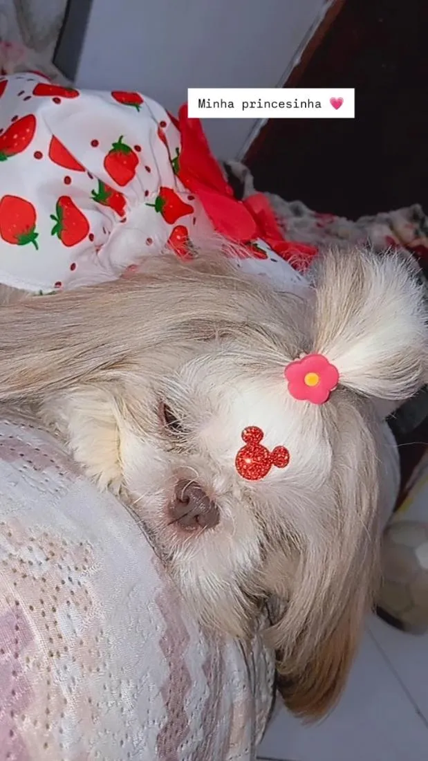 Cachorro raça Shitzu idade 2 anos nome Lily