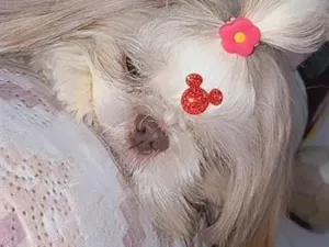 Cachorro raça Shitzu idade 2 anos nome Lily
