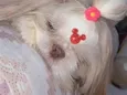 Lily