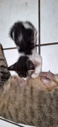 Gatos filhotes