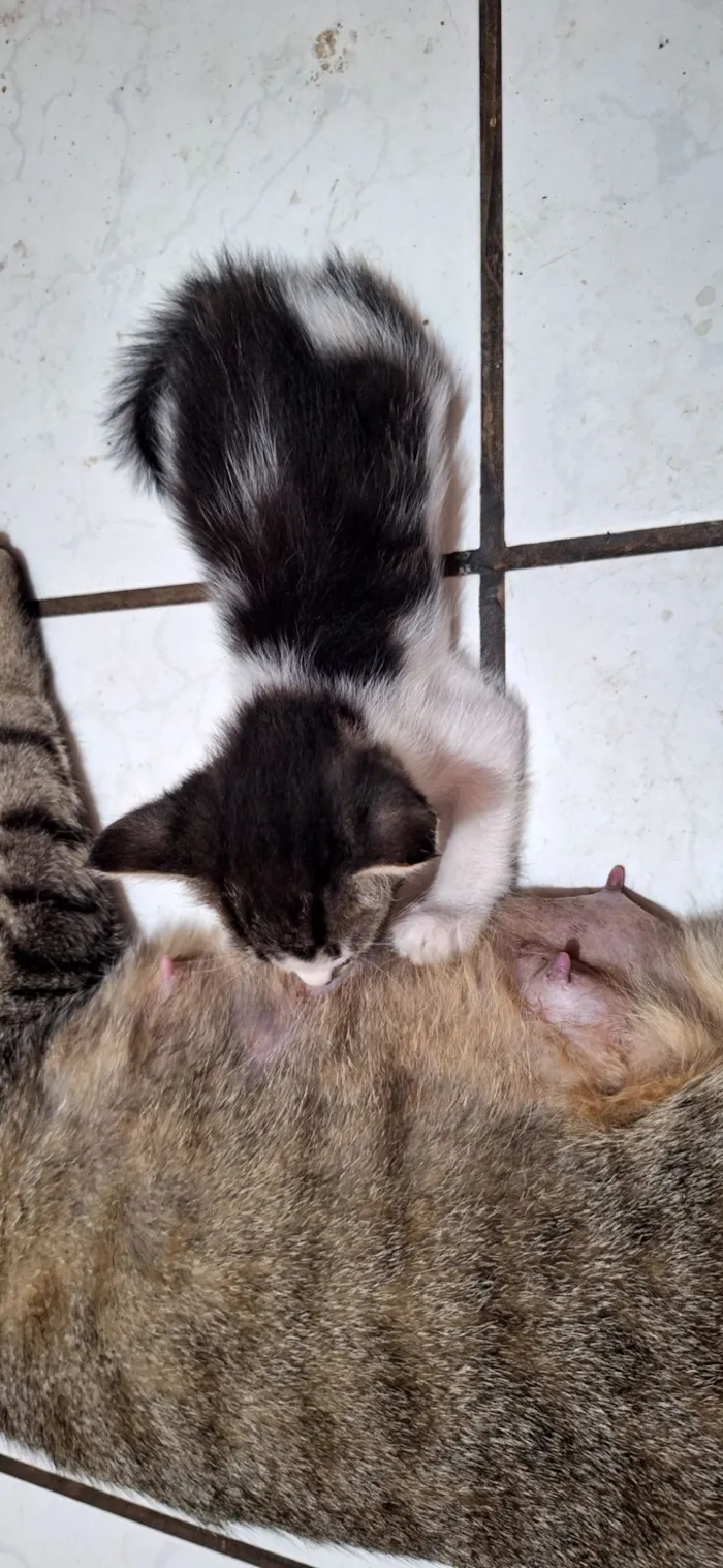 Gato raça SRD-ViraLata idade Abaixo de 2 meses nome Gatos filhotes