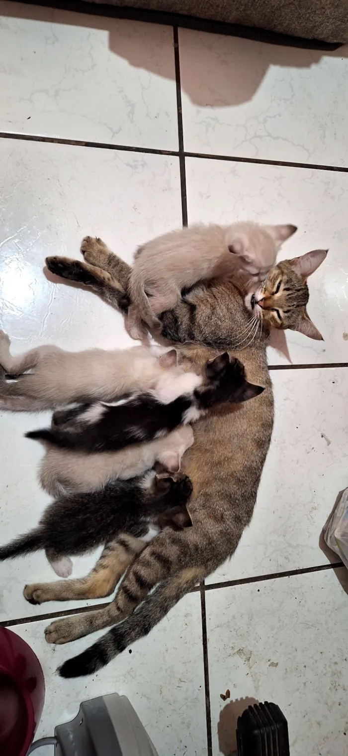 Gato raça SRD-ViraLata idade Abaixo de 2 meses nome Gatos filhotes