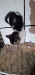Gatos filhotes