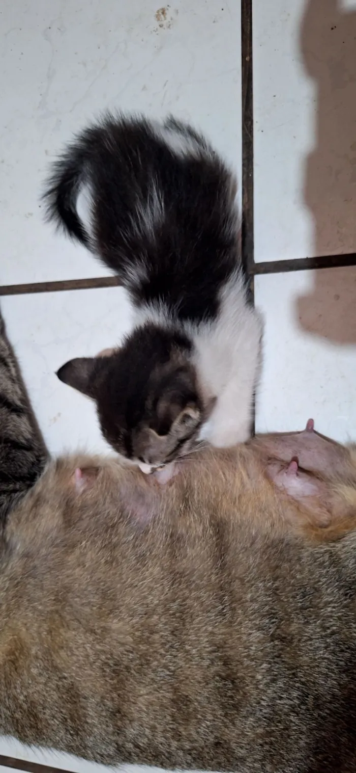 Gato raça SRD-ViraLata idade Abaixo de 2 meses nome Gatos filhotes