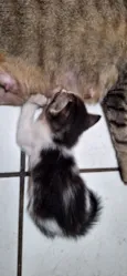 Gatos filhotes