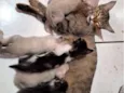 Gatos filhotes