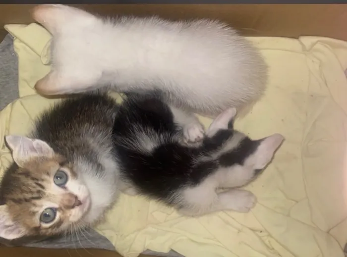 Gato raça Siamês idade Abaixo de 2 meses nome não tem nome 