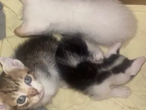 Gato raça Siamês idade Abaixo de 2 meses nome não tem nome 