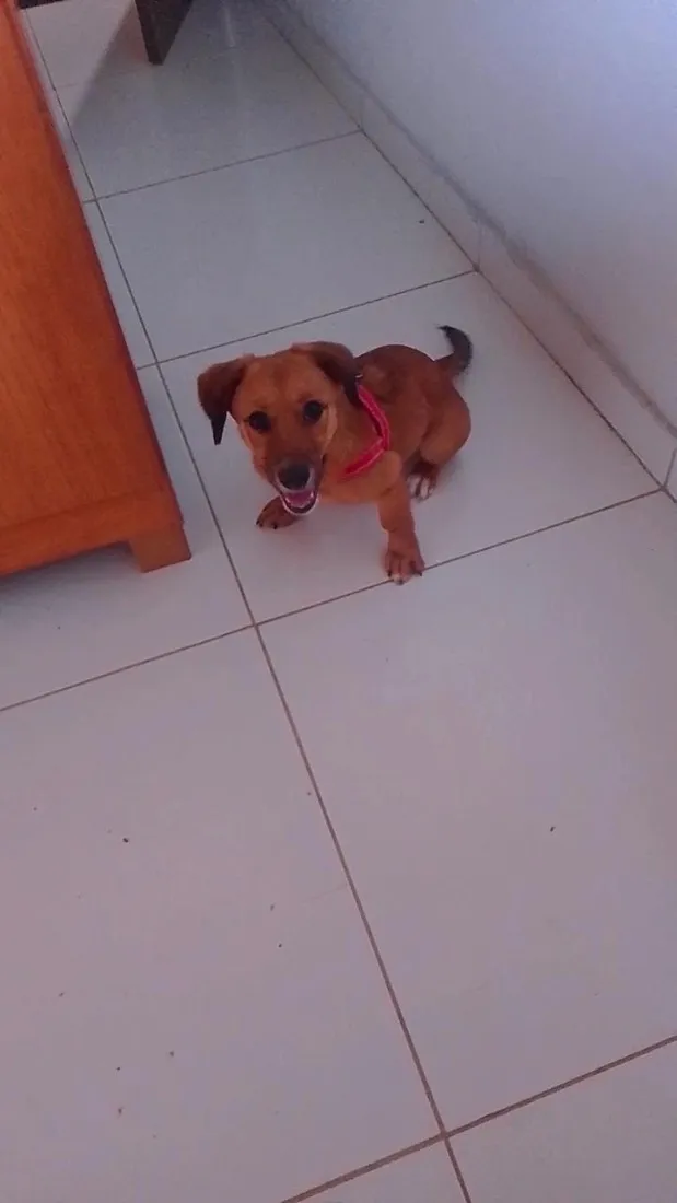 Cachorro raça Salsicha+yorkshire idade 7 a 11 meses nome Mel 