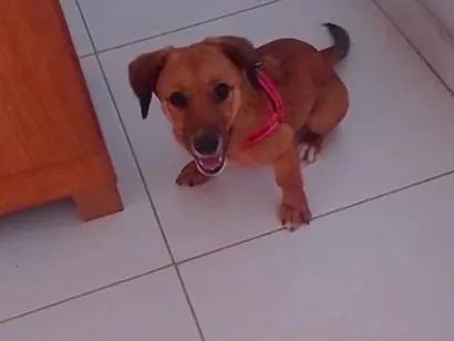 Cachorro raça Salsicha+yorkshire idade 7 a 11 meses nome Mel 