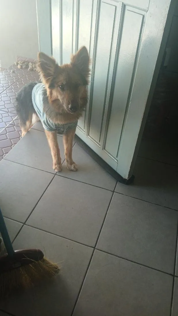 Cachorro raça Pastor Alemão idade 2 a 6 meses nome kori