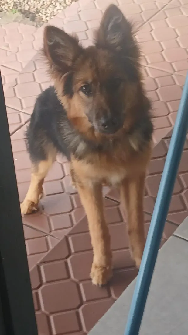 Cachorro raça Pastor Alemão idade 2 a 6 meses nome kori