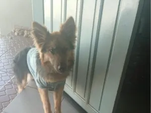 Cachorro raça Pastor Alemão idade 2 a 6 meses nome kori