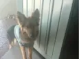 kori