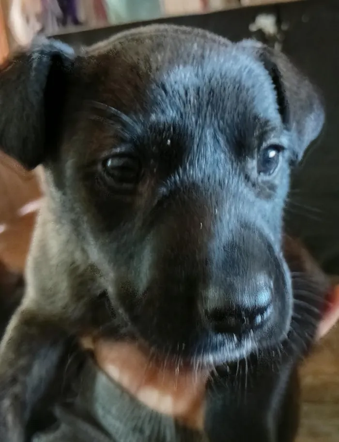 Cachorro raça SRD-ViraLata idade 2 a 6 meses nome não  possui