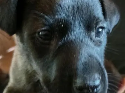 Cachorro raça SRD-ViraLata idade 2 a 6 meses nome não  possui