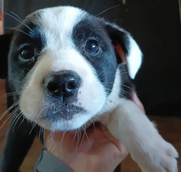 Cachorro raça SRD-ViraLata idade Abaixo de 2 meses nome não  possui nome