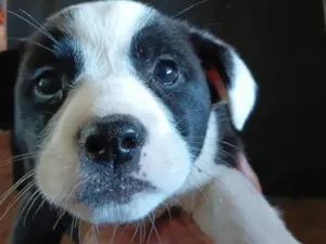 Cachorro raça SRD-ViraLata idade Abaixo de 2 meses nome não  possui nome