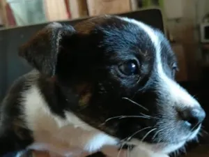 Cachorro raça SRD-ViraLata idade 2 a 6 meses nome não  possui nome
