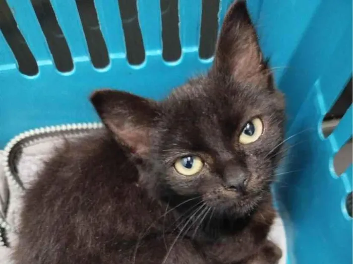 Gato raça SRD-ViraLata idade 2 a 6 meses nome Eclipse