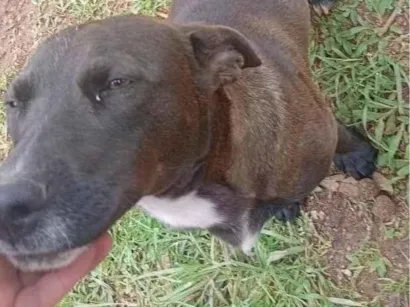 Cachorro raça SRD-ViraLata idade 1 ano nome Neguinho 