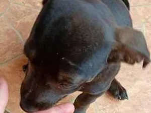 Cachorro raça SRD-ViraLata idade 2 a 6 meses nome Maica