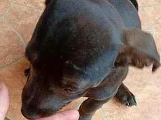 Cachorro raça SRD-ViraLata idade 2 a 6 meses nome Maica