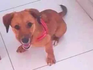 Cachorro raça Salsicha+yorkshire idade 7 a 11 meses nome Mel 