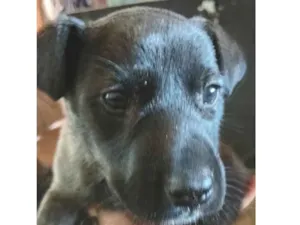 Cachorro raça SRD-ViraLata idade 2 a 6 meses nome não  possui