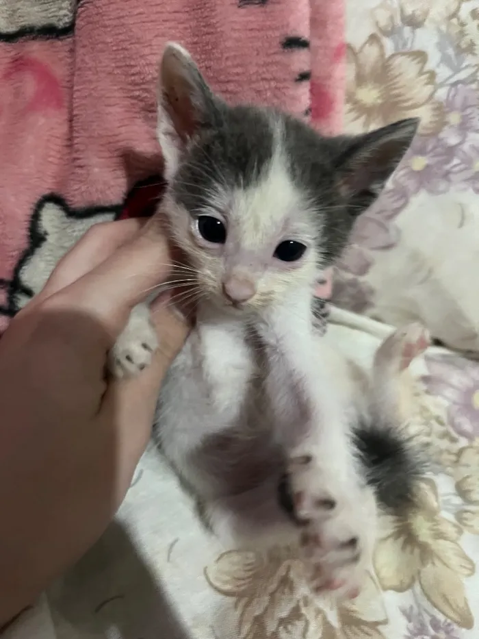 Gato raça SRD-ViraLata idade Abaixo de 2 meses nome 3 gatinhos filhotes de 1 mês