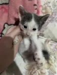3 gatinhos filhotes de 1 mês
