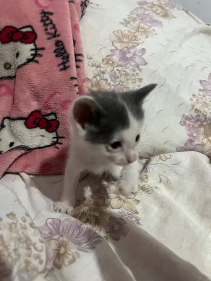 Gato raça SRD-ViraLata idade Abaixo de 2 meses nome 3 gatinhos filhotes de 1 mês
