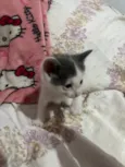 3 gatinhos filhotes de 1 mês