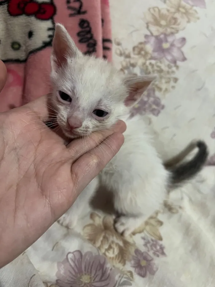 Gato raça SRD-ViraLata idade Abaixo de 2 meses nome 3 gatinhos filhotes de 1 mês