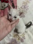 3 gatinhos filhotes de 1 mês